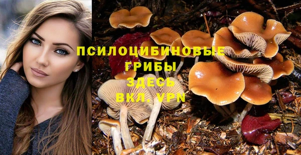 гашик Алексин